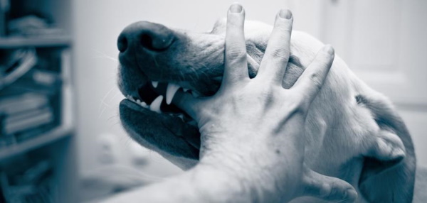 Dog Bite in Georgia: What’s the Average Settlement?