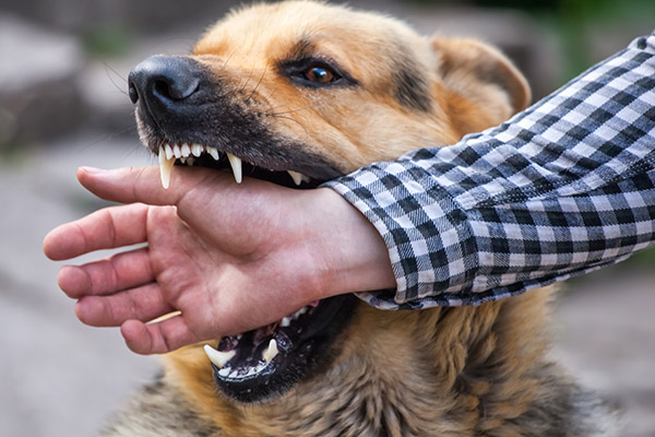 Get the Compensation You Deserve: Pursuing a Personal Injury Case for a Dog Bite in Georgia