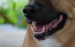 Close Up of Dog's Mouth