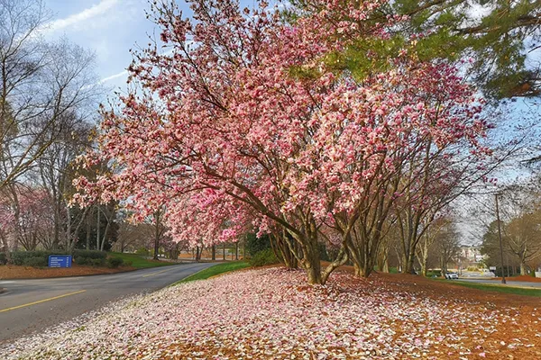 Johns Creek, GA