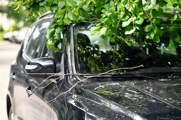 A black car running into a tree represents a car accident that a car accident lawyer would help with.